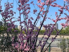 -大渡口区义渡公园