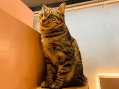 -猫儿山۰猫主题餐厅