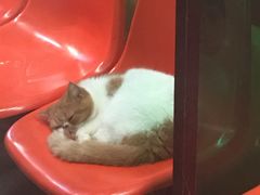 -猫咪博物馆(顶澳仔猫街店)