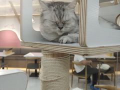 -喵园·猫主题咖啡厅·撸猫·猫咖(国贸店)
