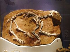 -国家自然博物馆