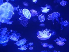 -成都浩海立方海洋公园