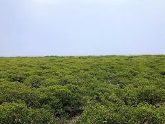 -北海金海湾红树林生态旅游区