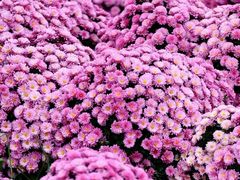 -中国天府农业博览园