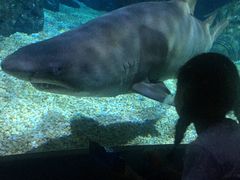 -暹罗海洋世界