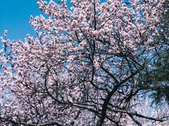 -桃花堤公园