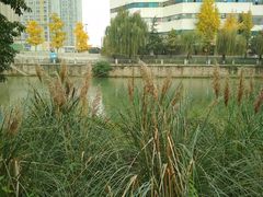 -成都市活水公园
