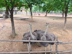 -石家庄市动物园