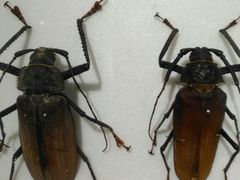 -上海昆虫博物馆