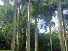-深圳仙湖植物园-停车场
