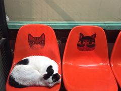 -猫咪博物馆(顶澳仔猫街店)