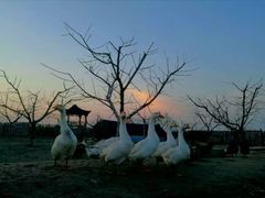 -樂桃源奉贤黄桃种植采摘基地