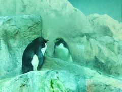 -新加坡飞禽公园