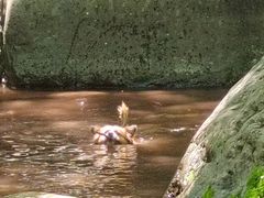 -云岫谷游猎自然风景区