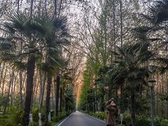 -合肥滨湖国家森林公园