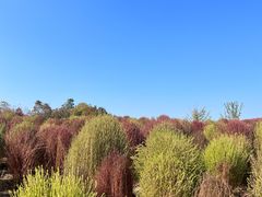 -径山花海