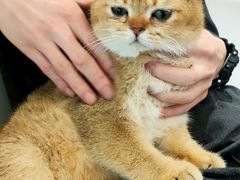 -米宠家·撸猫猫咖小萌宠·猫咪洗澡·猫咪寄养(高新大都荟店)