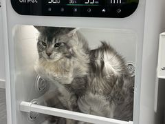 -爱洗澡的猫(望京店)