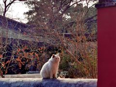-大觉寺-停车场