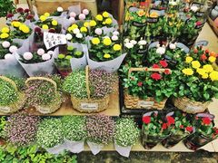 -三圣花乡旅游区