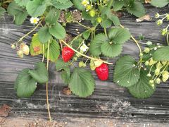 -上海多利农业发展有限公司