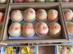 -南汇新场正宗水蜜桃采摘