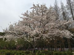 -花里花店(唐镇阳光天地店)