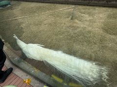 -成都动物园