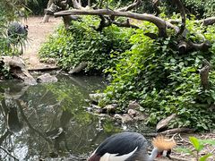 -广州长隆飞鸟乐园