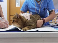 -博特宠物医院24h犬猫全科.骨科·异宠