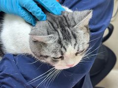 -爱妮康宠物医院·干细胞免疫细胞·肿瘤·心脏(张江店)