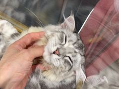 -FAELING PETS美天灵宠物(合生汇店)