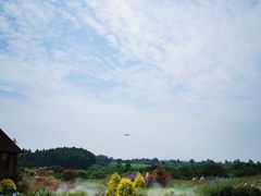 -空港花田景区