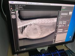 -爱侣宠医·鹦鹉专科·小型哺乳类·异宠专科(灵石路店)