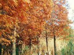 -溱湖国家湿地公园