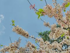 -白石龙音乐公园