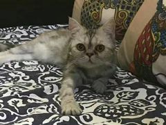 -more than meow吴止猫主题餐厅(承德 中船汇店)