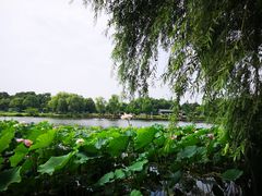 -荷塘月色湿地公园·向阳花洲