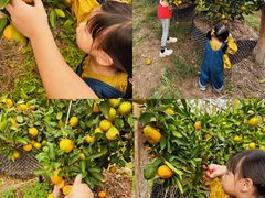 -前小桔亲子创意农场·草莓采摘·露营烧烤