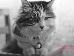 -Sirena海妖日咖夜酒