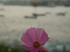 -小麦岛公园