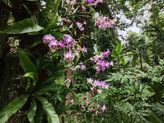 -中国科学院西双版纳热带植物园
