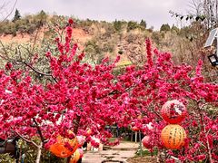 -桃源山庄·水蜜桃采摘·柴火鸡·烧烤团建(龙泉山店)