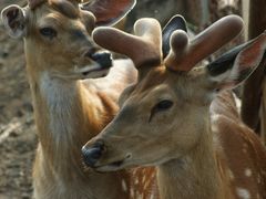 -五营红松林海景区