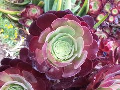 -墨尔本皇家植物园
