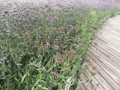 -羊亭河湿地公园