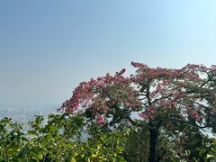 -风云岭森林公园