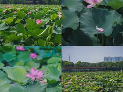 -荷塘月色湿地公园·向阳花洲