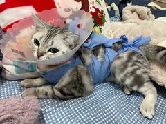 -北京恒爱动物医院(清景园分院)