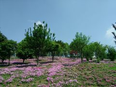 -大塘金香草谷